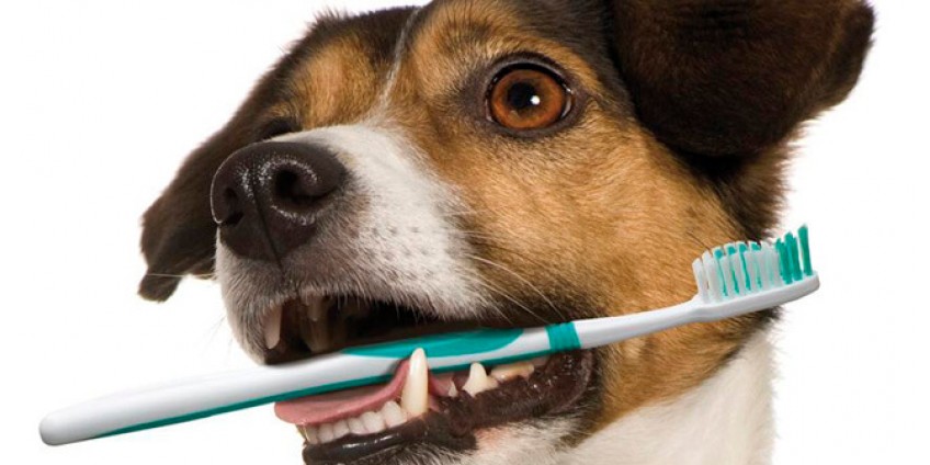 Poor Oral Health Can Cause a Chain of Other Problems For Your Buddy