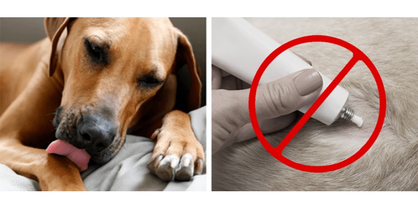 The Shocking Solution Behind Your Puppy's Skin and Coat Problems