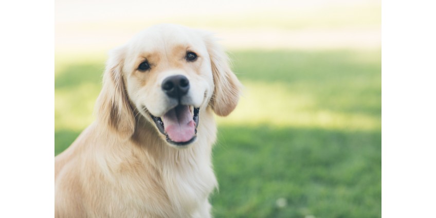 Probiotics For Dogs: Boost Your Dog's Digestive System