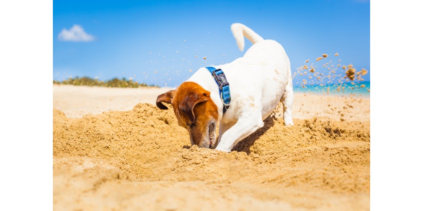 Why Do Dogs Dig? 