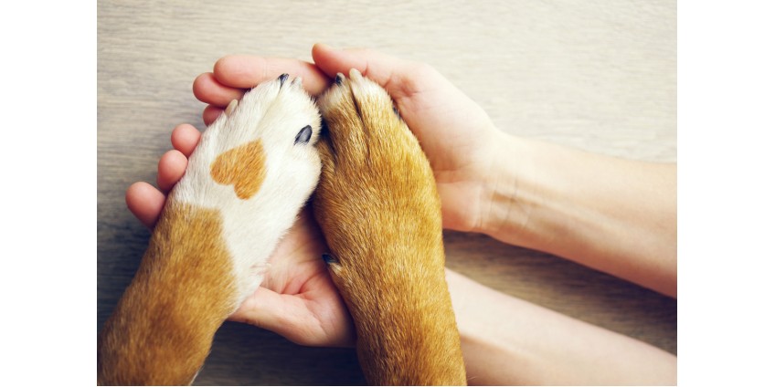Why Omega 3 for Dogs is Important for Heart Health