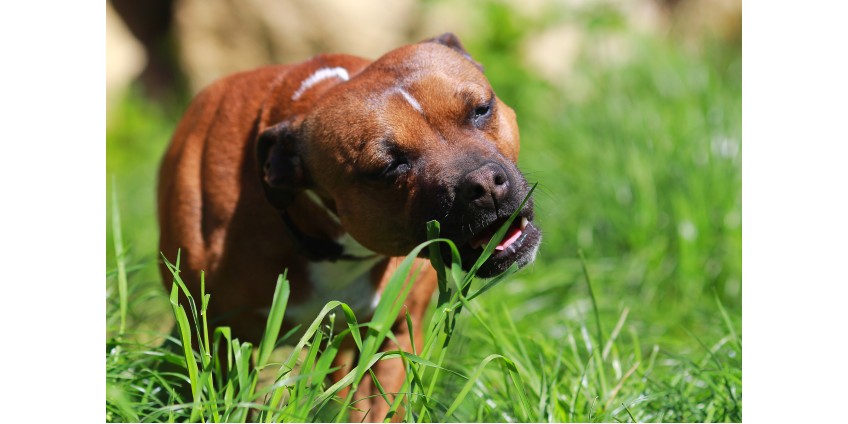 What your need to do if your dog is eating grass
